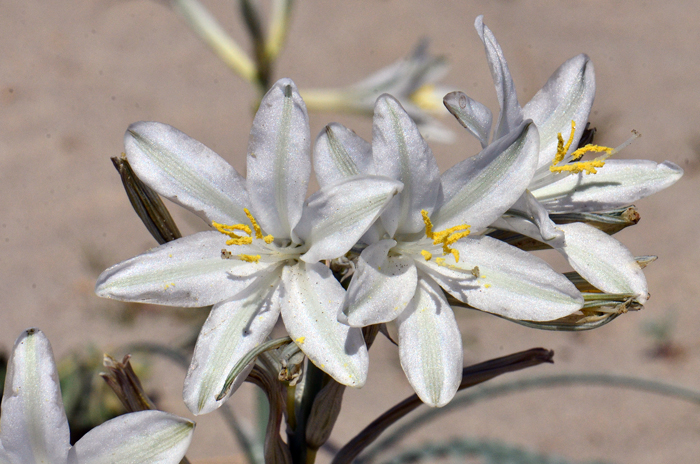 is undoubtedly one of the most dramatic, spectacular desert flowers resembling Easter lilies, in the southwestern United States. 